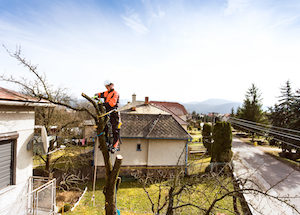 GA tree Service professional