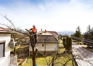 Tree Removal Risks to Consider in Most Areas in Cherokee, Cobb and Fulton Counties