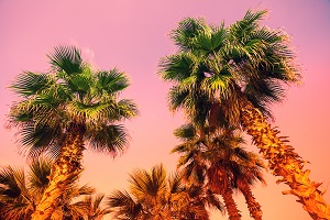 palm trees in GA