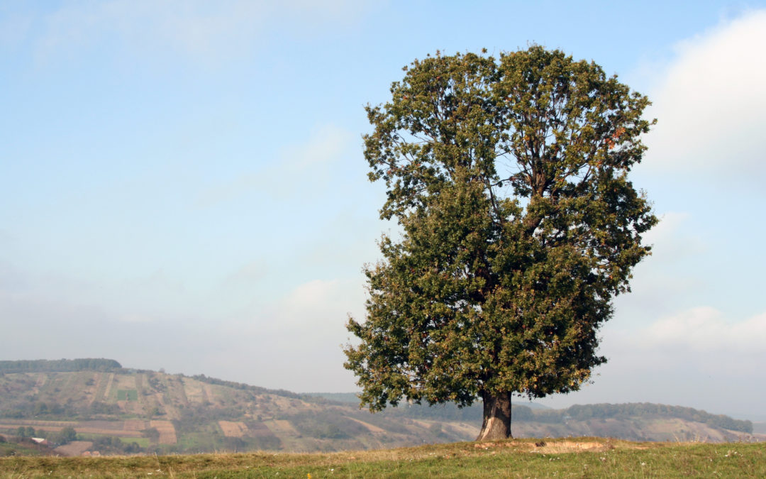 Types of Tree Care in Woodstock, GA