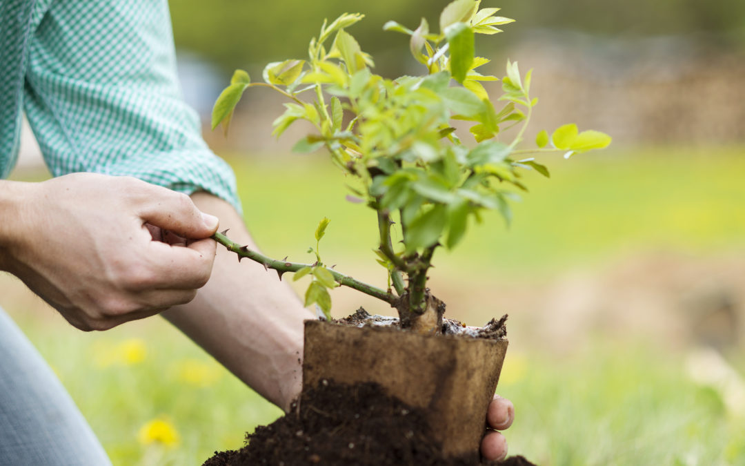 spring tree care