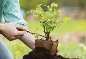 spring tree care