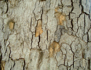 tree wound because of climbing spikes