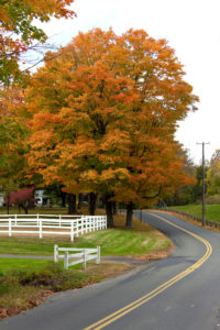 Fall preparation or your trees in Kennesaw. GA