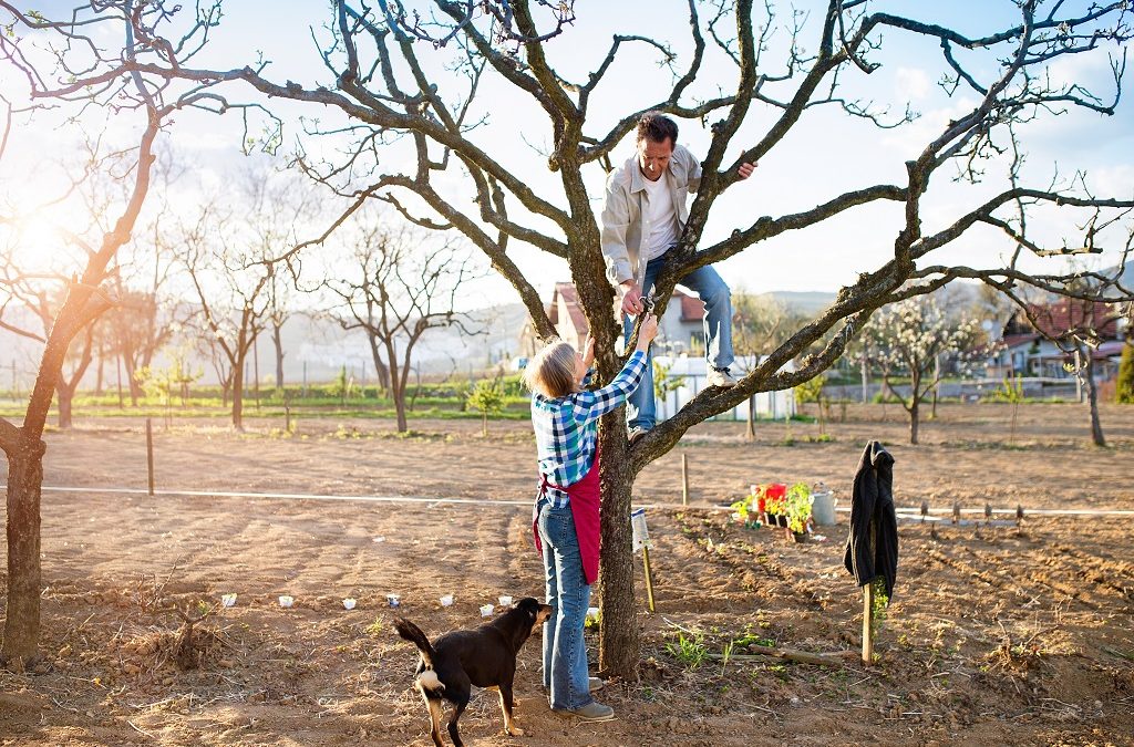 tree pruning