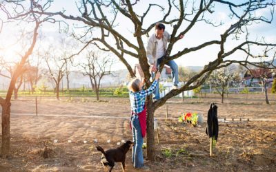 Spring Tree Pruning | Know If It’s Ok