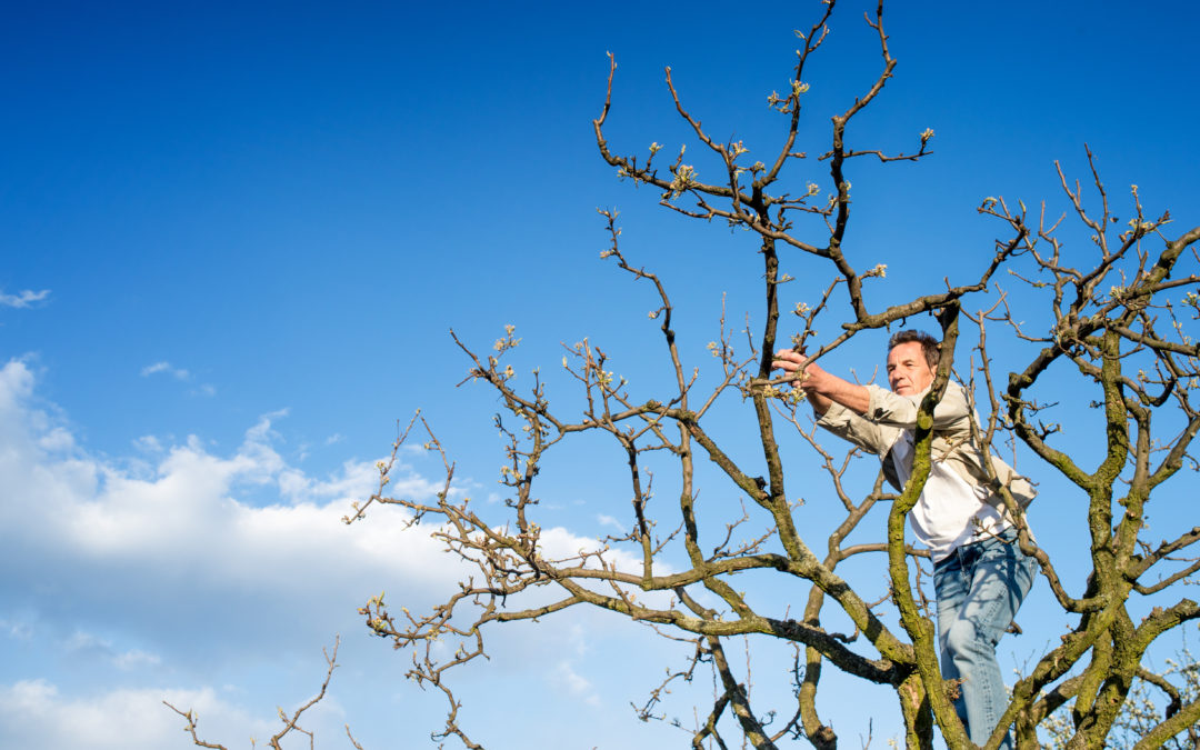 DIY Tree Removal and Cutting in Acworth