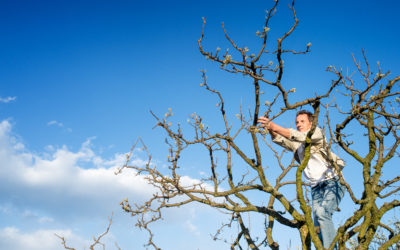 DIY Tree Removal and Cutting in Acworth: Take This Advice!
